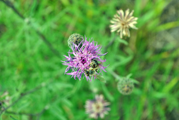 Honey bee collecting nectar on the bud of purple wild cornflower, soft green grass bokeh background, top view
