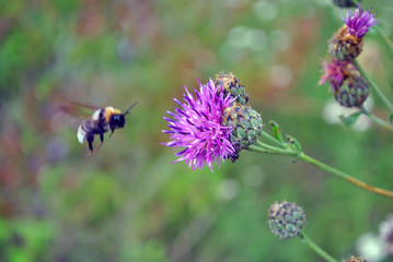 Bumblebee (bumble bee) flying to bud of purple wild cornflower, soft green grass bokeh background