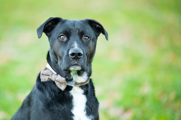 Portrait of a Boxer-Labrador mix, also known as a 