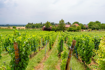 Fototapeta na wymiar Ingrapes in the vineyard