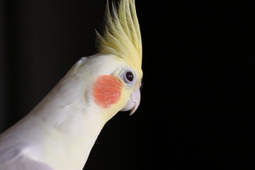 オカメインコの横顔
