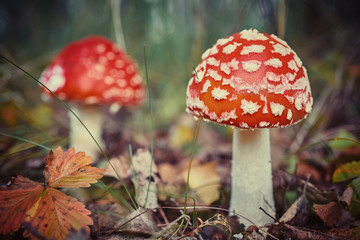 Amanita muscaria, commonly known as amanita or fly. Poisonous fungus in a natural environment in the autumn forest