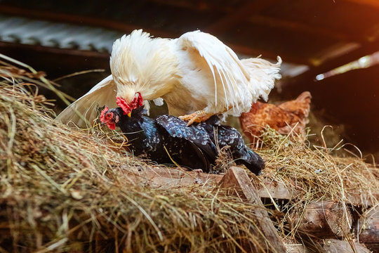 Mating of a white rooster and a black hen on a farm, in a henhouse with hay