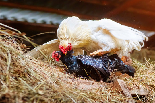 Mating of a white rooster and a black hen on a farm, in a henhouse with hay