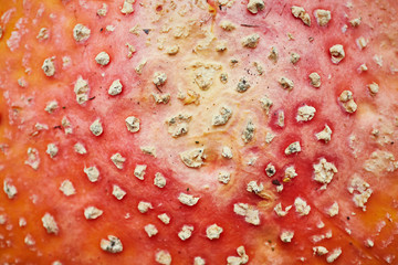 Fly agaric background. Red white mottling toadstool cap surfa