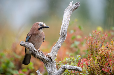 Eurasian jay (Garrulus glandarius)