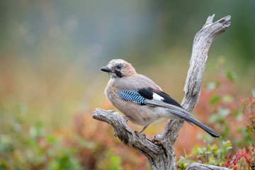 Eurasian jay (Garrulus glandarius)