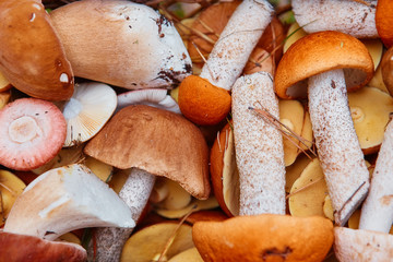 It is a lot of fresh-gathered forest mushrooms with brown and orange hats, a close up