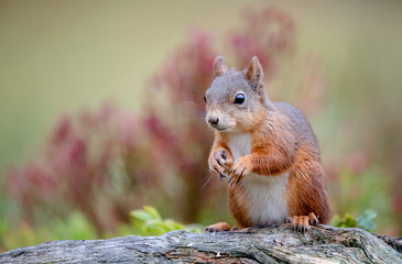 Red squirrel (Sciurus vulgaris) in fall