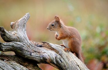 Red squirrel (Sciurus vulgaris) in fall