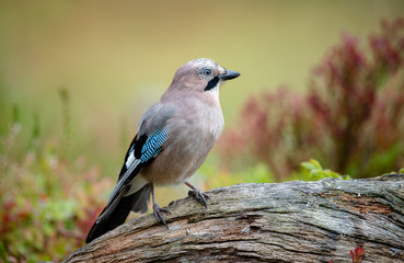 Eurasian jay (Garrulus glandarius)