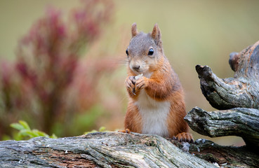 Red squirrel (Sciurus vulgaris) in fall