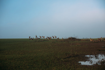 Fototapeta na wymiar Denmark Winter Landscape