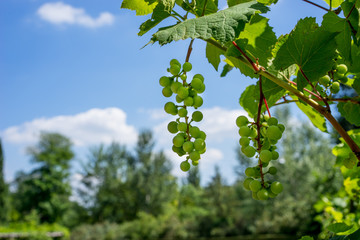 Fototapeta na wymiar Green Organic Grapes hanging from the vine with the old tree trunks