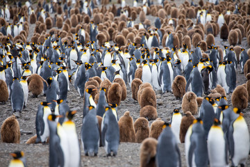 penguin in the arctic