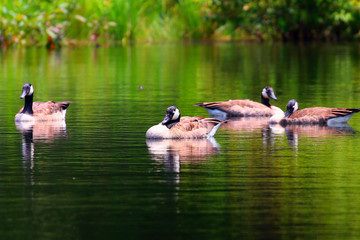 Wild Canadian Geese enjoying some getting some rest in the pond