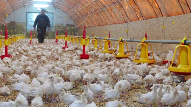 Farmer takes care of small turkeys on the farm