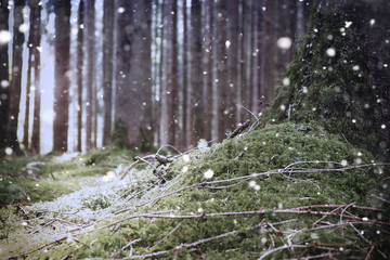 Schneefald im Winter im Wald
