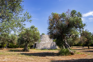 ancient olive trees of Salento, Italy, Puglia