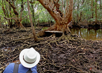One young man in white hat taking picture of awesome tree roots in the mangrove forest of Trat Province, Thailand