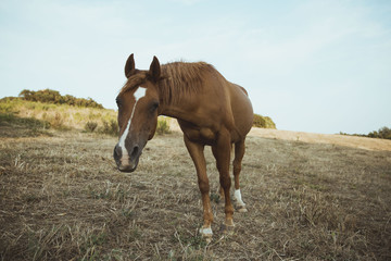 Obraz premium Cavallo che mangia