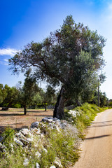 ancient olive trees of Salento, Italy, Puglia