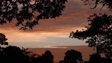 Sunrise with silhouettes of trees