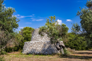 ancient olive trees of Salento, Italy, Puglia