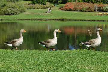 Geese walking near by a lake on a lawn.