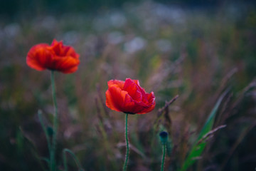 Wild  red Poppies