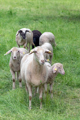 Obraz premium Sheep family including the 