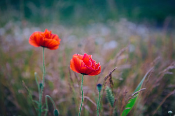 Obraz premium Wild red Poppies