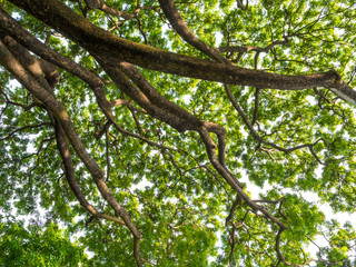 A Low Vantage Point to the leaves of Rain tree , Looking up to the sky
