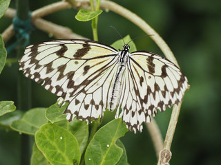 オオゴマダラ　<蝶>