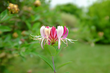 Lonicera periclymenum