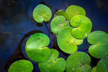 green water lily leafs in lake
