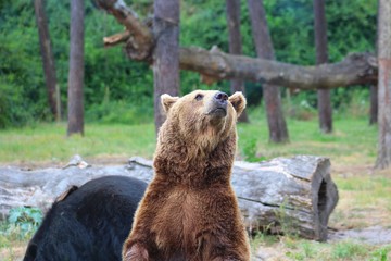 Obraz premium ours brun dans son parc au zoo