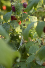 Spider striped on raspberry in the garden.