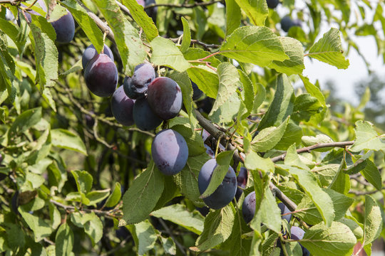 Blue plums on a tree.