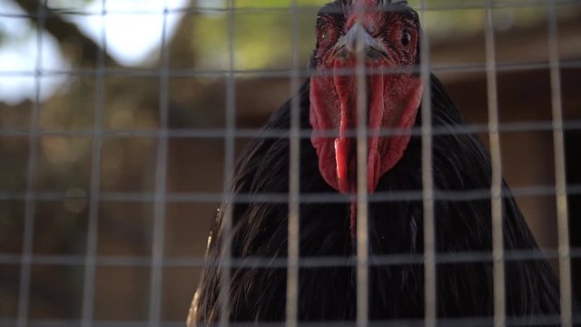 smug black cock in bird yard close up