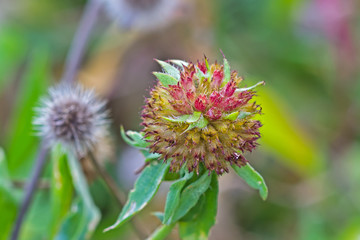 Hairy red and yellow flower bud