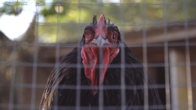 smug black cock in bird yard close up