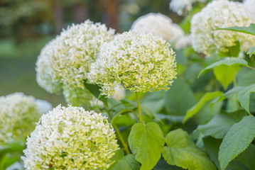 white hydrangea bushes