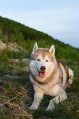 Portrait of beautiful beige Siberian Husky dog lying on the hill in the green grass at sunset on mountain background