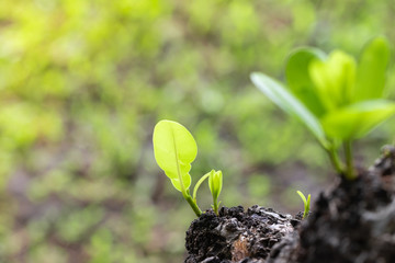 The branches are regenerating from the stems. Bright green