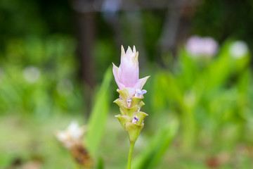 Curcuma sessilis gage or Curcuma sessilis is beautiful in the center. Amidst the blurred background