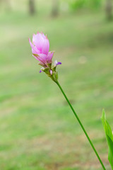 Curcuma sessilis gage or Curcuma sessilis is beautiful. Amidst the blurred background