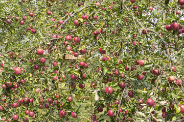 Obraz premium Red apples on a tree.