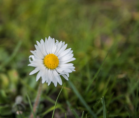 Daisy flower close up 