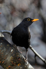 Amsel